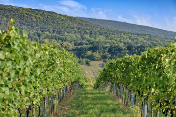 Vineyard rows with ripe blue grapes hanging under green leaves, in the background hills and forest