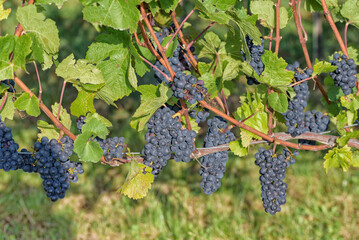 ripe blue grapes in a vineyard on a sunny day in autumn