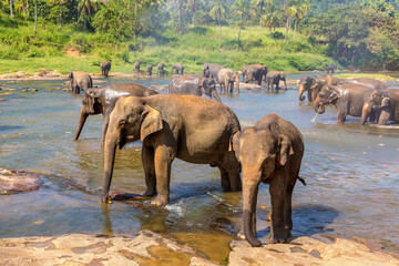 Herd of elephants in Sri Lanka