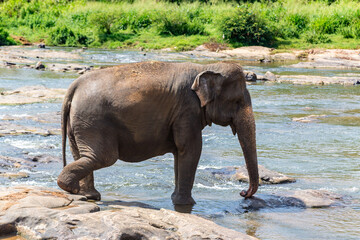 Elephant in Sri Lanka