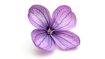 Obraz premium lilac flower isolated on white background, full depth of field, clipping path