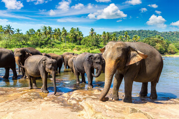 Obraz premium Herd of elephants in Sri Lanka