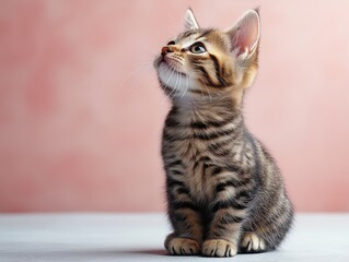 Obraz premium A curious kitten gazes upward with a soft expression against a pastel background.