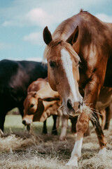 Happy Horse eating in the pasture