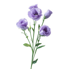 Beautiful lisianthus flowers in soft purple hues, isolated on a clean transparent background for a fresh look, lisianthus flowers isolated on transparent background