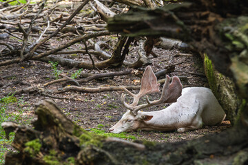 White albino deer in a nature reserve in Germany