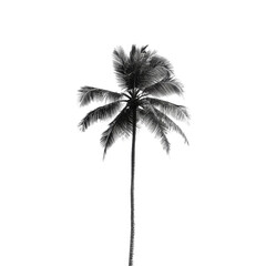 A tall palm tree stands alone against a stark transparent background, symbolizing tropical serenity and natural beauty, palm tree on transparent backgroundfile