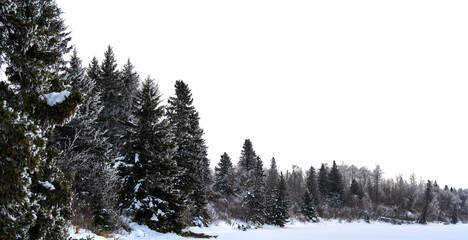 Snow covered field and large spruce and birch trees with a transparent sky
