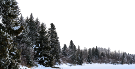 Snow covered field and large spruce and birch trees with a transparent sky
