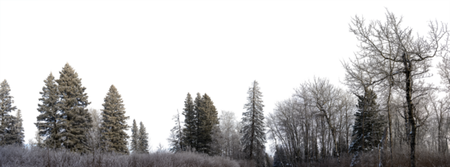 Panorama A frost and snow-covered northern forest of birch and spruce. Transparent sky
