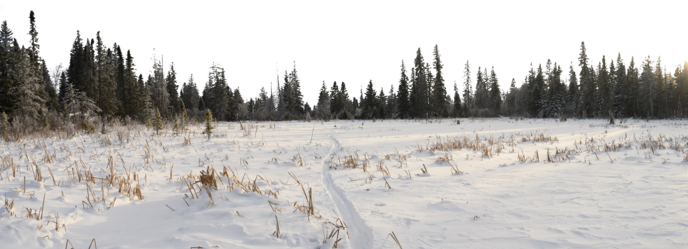 Panorama A snow-covered marsh with cattails and a forest in the background. Transparent sky
