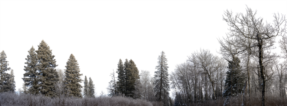 Panorama A frost and snow-covered northern forest of birch and spruce. Transparent sky
