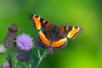 Tortoiseshell on Thistle