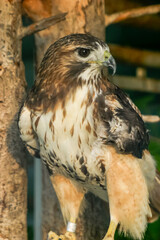 A brown and white bird with a yellow beak is perched on a tree branch
