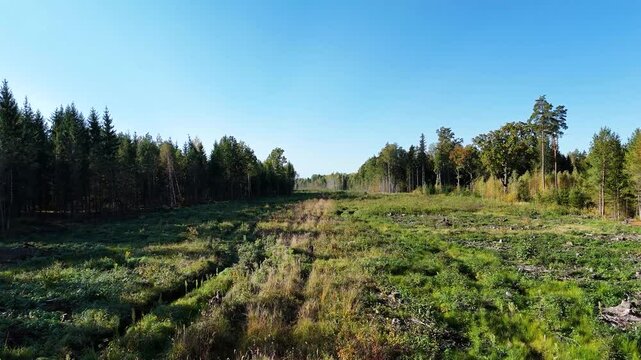 Forest area prepared for Rail Baltica project in Lithuania, aerial view