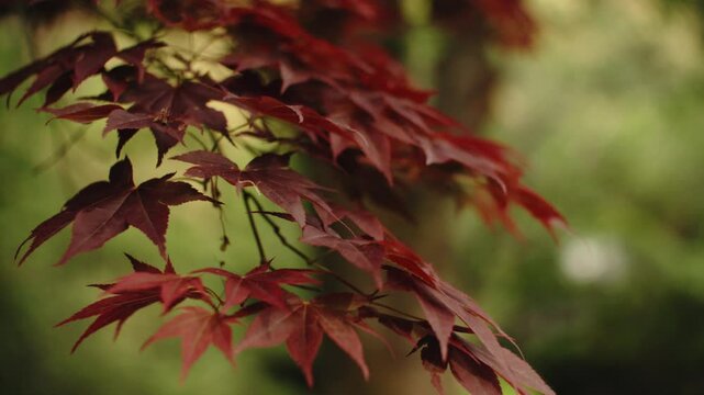 close slow motion handheld shot of red japanese mapple leaves, low depth of field