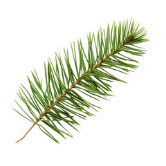 Naklejka premium branch of a pine