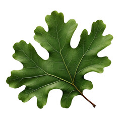 Fototapeta premium oak leaf with green leaves