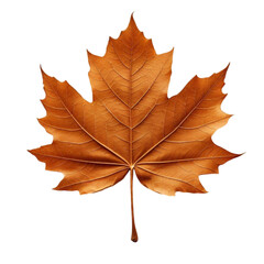 Naklejka premium A vibrant red maple leaf, among others isolated showcases the beauty of autumn foliage