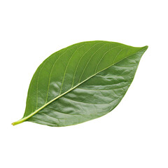 Obraz premium Fresh organic green leaf isolated on a transparent background showcasing its intricate details and vibrant color, Fresh organic green leaf transparent background. leaves transparent background