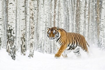 Obraz premium Siberian tiger walking gracefully through a snowy birch forest, surrounded by gently falling snowflakes, creating a stunning winter wildlife scene in the serene landscape of siberia