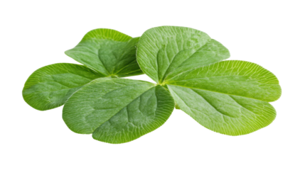 Green clover leaf on transparent background