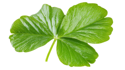 Green clover leaf on transparent background