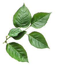Obraz premium Fresh green leaves isolated on a clean transparent background showcasing their vibrant color and natural texture, leaves isolated on transparent background