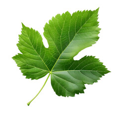 Fototapeta premium fresh green leaf