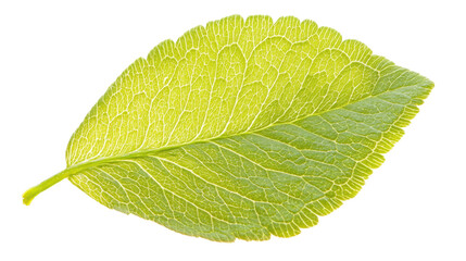 Obraz premium Green clover leaf on transparent background