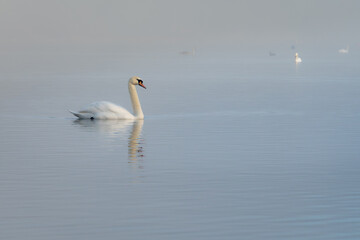 Swans on a misty lake early on a sunny morning