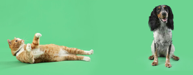 Cute ginger cat lying on green background © Pixel-Shot