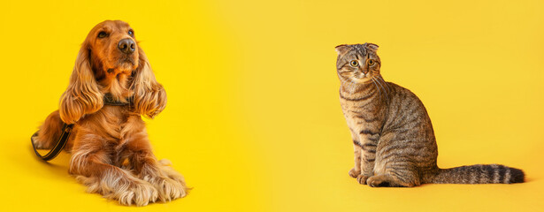 Striped Scottish fold cat on yellow background