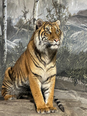 Predatory lion in the wild