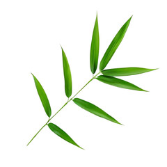 Fototapeta premium green bamboo leaves