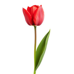A vibrant red tulip flower stands tall against a clean transparent background, showcasing its natural beauty and elegance, single tulip flower isolated on transparent background