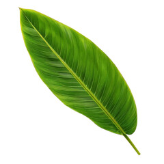 green leaf isolated