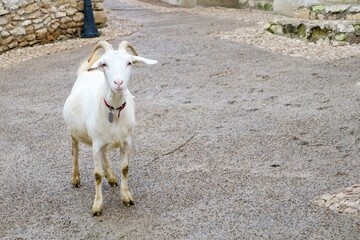 A lonely goat can be seen walking on a paved path, surrounded by a picturesque rustic setting
