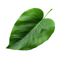 Obraz premium Fresh green leaf isolated on white background