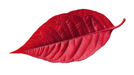 Autumn red leaf on transparent background