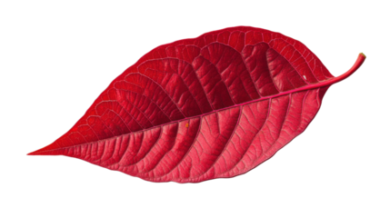 Autumn red leaf on transparent background