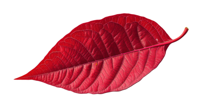 Autumn red leaf on transparent background