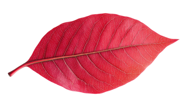 Autumn red leaf on transparent background