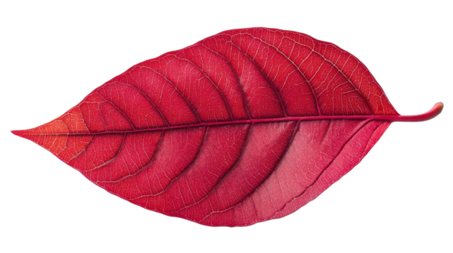 Autumn red leaf on transparent background