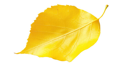 Naklejka premium Autumn yellow leaf on transparent background