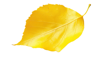 Autumn yellow leaf on transparent background