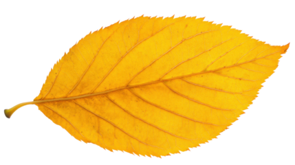 Autumn yellow leaf on transparent background