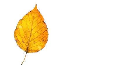 Autumn yellow leaf on transparent background