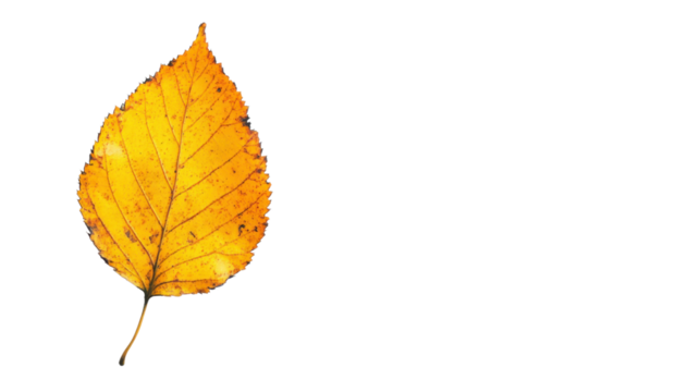 Autumn yellow leaf on transparent background