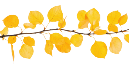 Autumn yellow leaf on transparent background